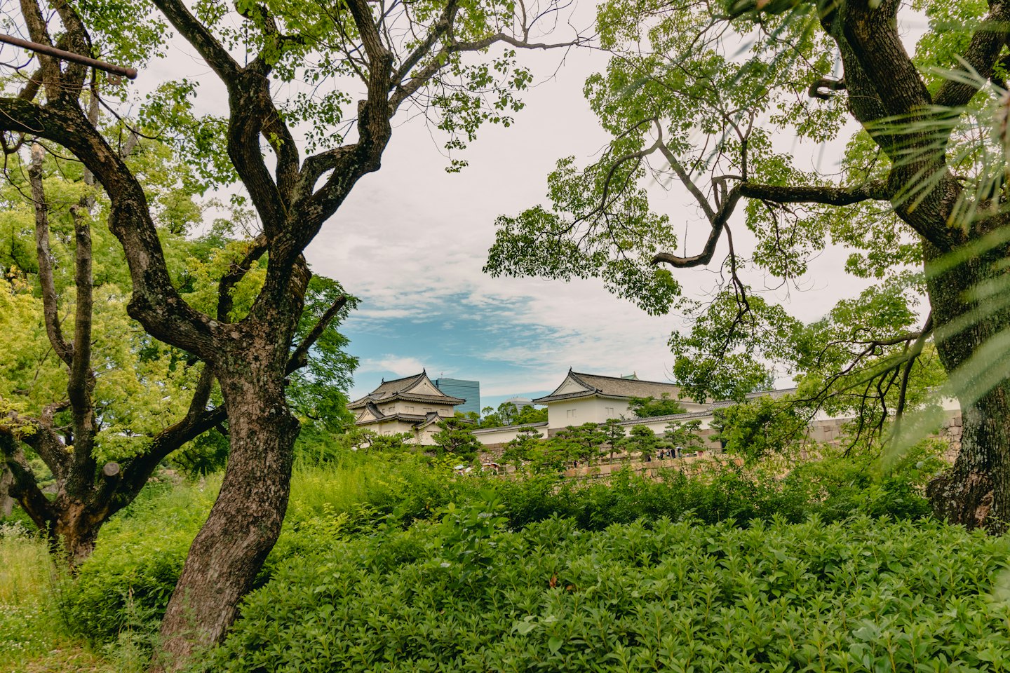 Een Japans kasteel met witte muren en donkere daken, omlijst door groene bomen.